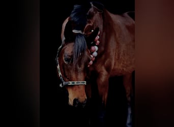 Hannoveraner, Stute, 6 Jahre, 168 cm, Brauner