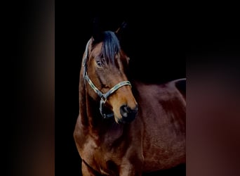 Hannoveraner, Stute, 6 Jahre, 168 cm, Brauner