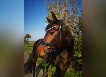 Hannoveraner, Stute, 6 Jahre, 168 cm, Brauner