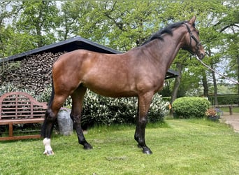 Hannoveraner, Stute, 6 Jahre, 168 cm, Brauner