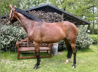 Hannoveraner, Stute, 6 Jahre, 168 cm, Brauner