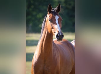 Hannoveraner, Stute, 6 Jahre, 168 cm, Brauner