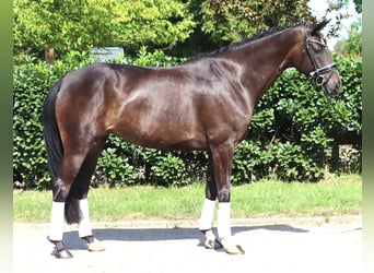 Hannoveraner, Stute, 6 Jahre, 168 cm, Dunkelbrauner