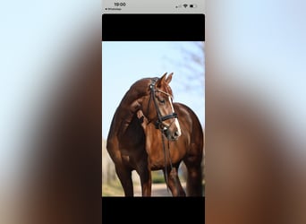 Hannoveraner, Stute, 6 Jahre, 168 cm, Dunkelfuchs