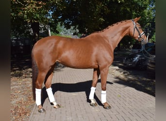 Hannoveraner, Stute, 6 Jahre, 168 cm, Fuchs