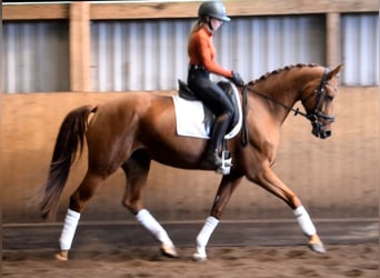 Hannoveraner, Stute, 6 Jahre, 168 cm, Fuchs