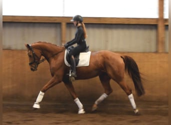 Hannoveraner, Stute, 6 Jahre, 168 cm, Fuchs