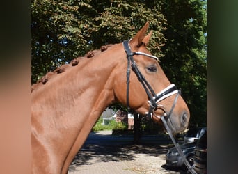 Hannoveraner, Stute, 6 Jahre, 168 cm, Fuchs