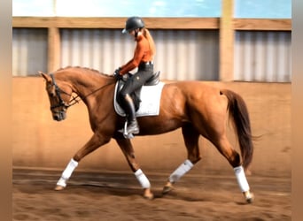 Hannoveraner, Stute, 6 Jahre, 168 cm, Fuchs