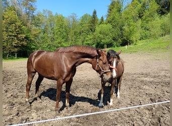 Hannoveraner, Stute, 6 Jahre, 168 cm, Fuchs