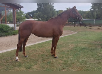 Hannoveraner, Stute, 6 Jahre, 168 cm, Fuchs