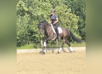 Hannoveraner, Stute, 6 Jahre, 168 cm, Rappe
