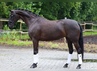Hannoveraner, Stute, 6 Jahre, 168 cm, Rappe