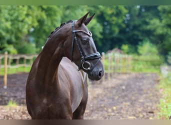 Hannoveraner, Stute, 6 Jahre, 168 cm, Rappe