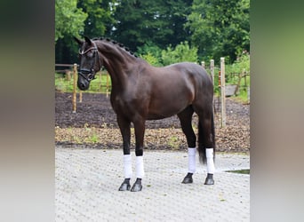 Hannoveraner, Stute, 6 Jahre, 168 cm, Rappe