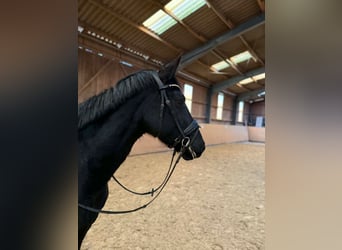 Hannoveraner, Stute, 6 Jahre, 168 cm, Rappe