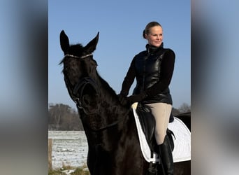 Hannoveraner, Stute, 6 Jahre, 168 cm, Rappe