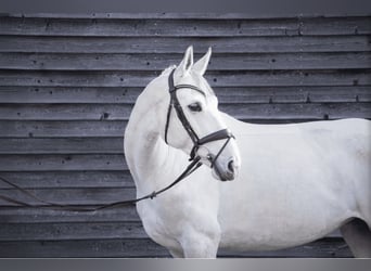 Hannoveraner, Stute, 6 Jahre, 168 cm, Schimmel