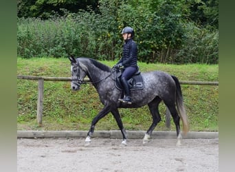 Hannoveraner, Stute, 6 Jahre, 168 cm, Schimmel