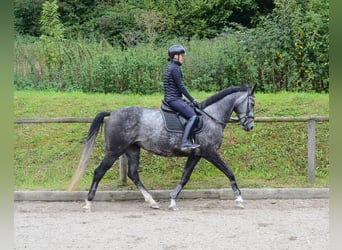 Hannoveraner, Stute, 6 Jahre, 168 cm, Schimmel