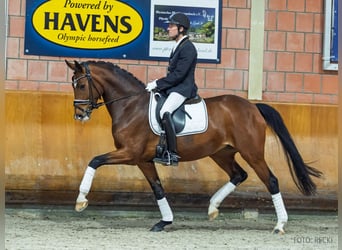 Hannoveraner, Stute, 6 Jahre, 169 cm, Brauner