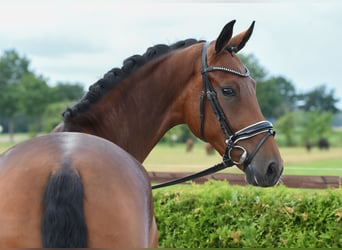 Hannoveraner, Stute, 6 Jahre, 169 cm, Brauner