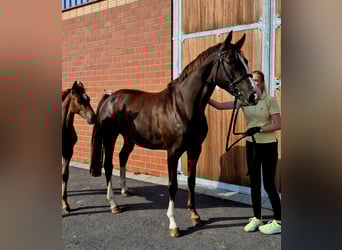 Hannoveraner, Stute, 6 Jahre, 169 cm, Dunkelfuchs