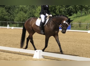 Hannoveraner, Stute, 6 Jahre, 170 cm, Brauner