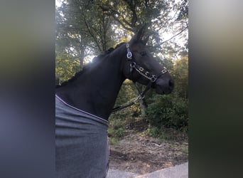 Hannoveraner, Stute, 6 Jahre, 170 cm, Brauner