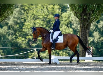 Hannoveraner, Stute, 6 Jahre, 170 cm, Brauner
