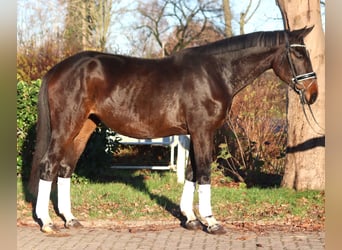 Hannoveraner, Stute, 6 Jahre, 170 cm, Brauner