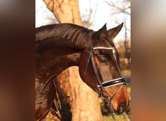 Hannoveraner, Stute, 6 Jahre, 170 cm, Brauner