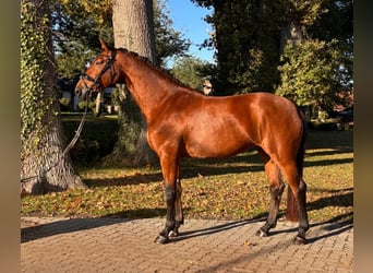 Hannoveraner, Stute, 6 Jahre, 170 cm, Brauner