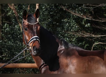 Hannoveraner, Stute, 6 Jahre, 170 cm, Brauner