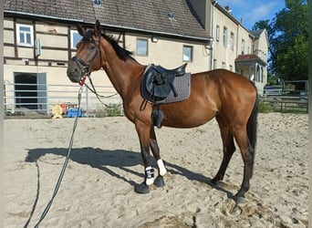 Hannoveraner, Stute, 6 Jahre, 170 cm, Brauner