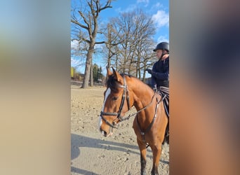 Hannoveraner, Stute, 6 Jahre, 170 cm, Brauner