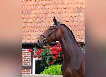 Hannoveraner, Stute, 6 Jahre, 170 cm, Dunkelbrauner