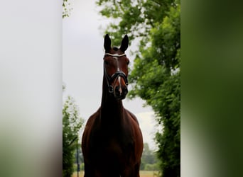 Hannoveraner, Stute, 6 Jahre, 170 cm, Dunkelbrauner