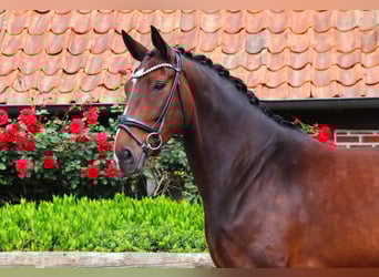 Hannoveraner, Stute, 6 Jahre, 170 cm, Dunkelbrauner