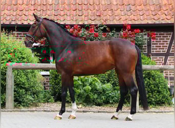 Hannoveraner, Stute, 6 Jahre, 170 cm, Dunkelbrauner