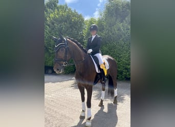 Hannoveraner, Stute, 6 Jahre, 170 cm, Dunkelfuchs
