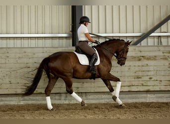 Hannoveraner, Stute, 6 Jahre, 170 cm, Dunkelfuchs