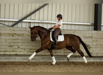Hannoveraner, Stute, 6 Jahre, 170 cm, Dunkelfuchs