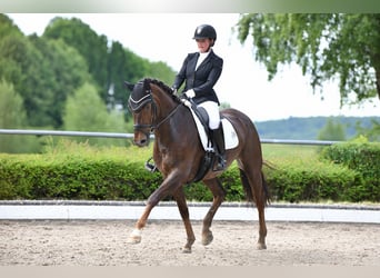 Hannoveraner, Stute, 6 Jahre, 170 cm, Dunkelfuchs