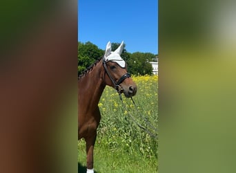 Hannoveraner, Stute, 6 Jahre, 170 cm, Dunkelfuchs