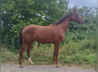Hannoveraner, Stute, 6 Jahre, 170 cm, Dunkelfuchs