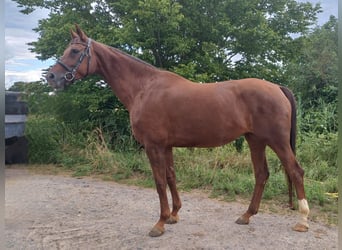 Hannoveraner, Stute, 6 Jahre, 170 cm, Dunkelfuchs
