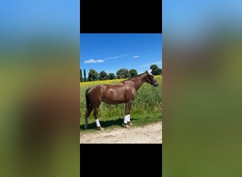 Hannoveraner, Stute, 6 Jahre, 170 cm, Dunkelfuchs