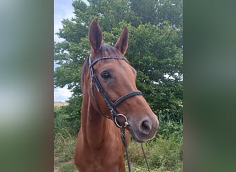 Hannoveraner, Stute, 6 Jahre, 170 cm, Dunkelfuchs