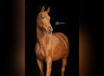 Hannoveraner, Stute, 6 Jahre, 170 cm, Fuchs